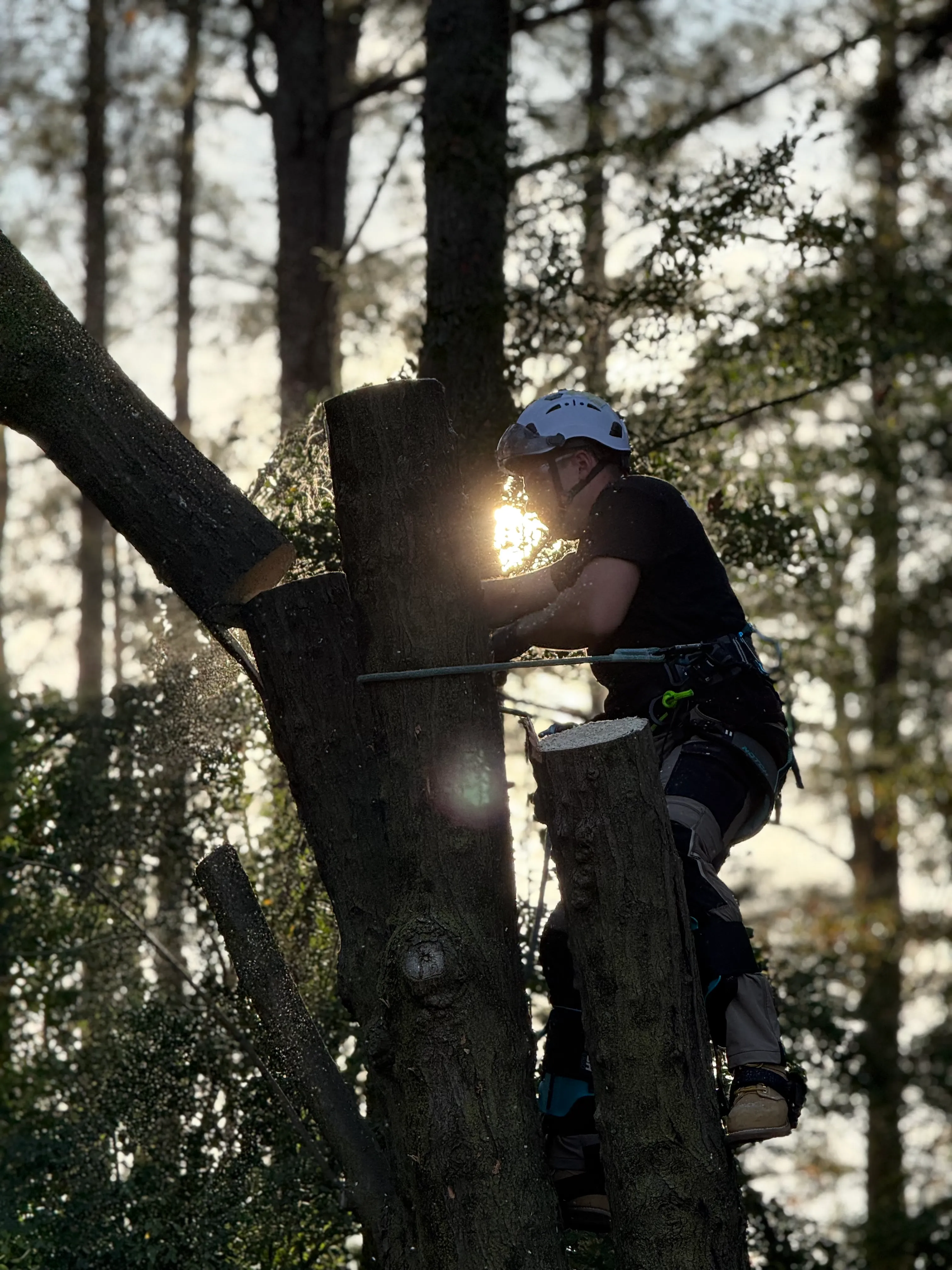 Tree Removal Services in Downtown Coats, NC - Kingdom Landscapes