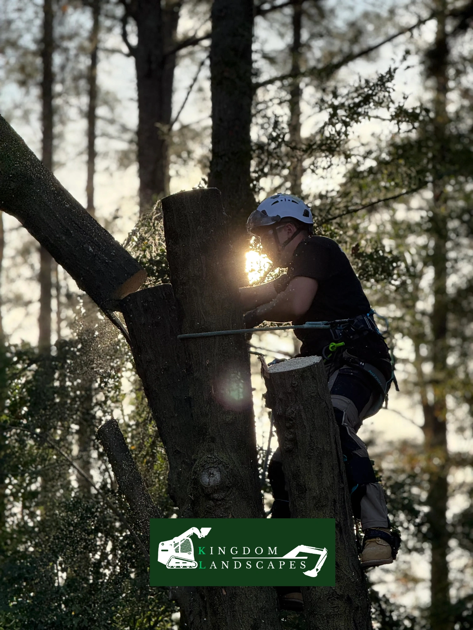 Mastering Tree Removal in Coats, NC: Your 2026 Guide