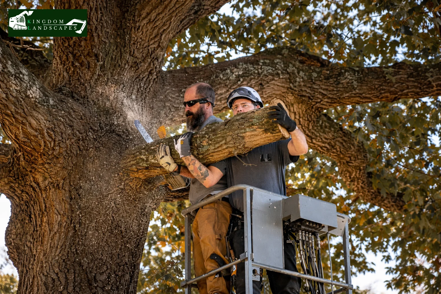 Essential Tree Trimming Tips to Boost Safety and Property Value ...