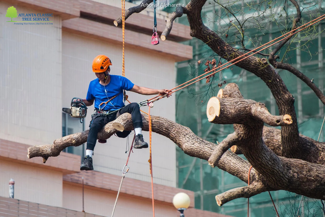 How Professional Tree Care Increases Property Value: Expert Tree Service in Alpharetta, GA.