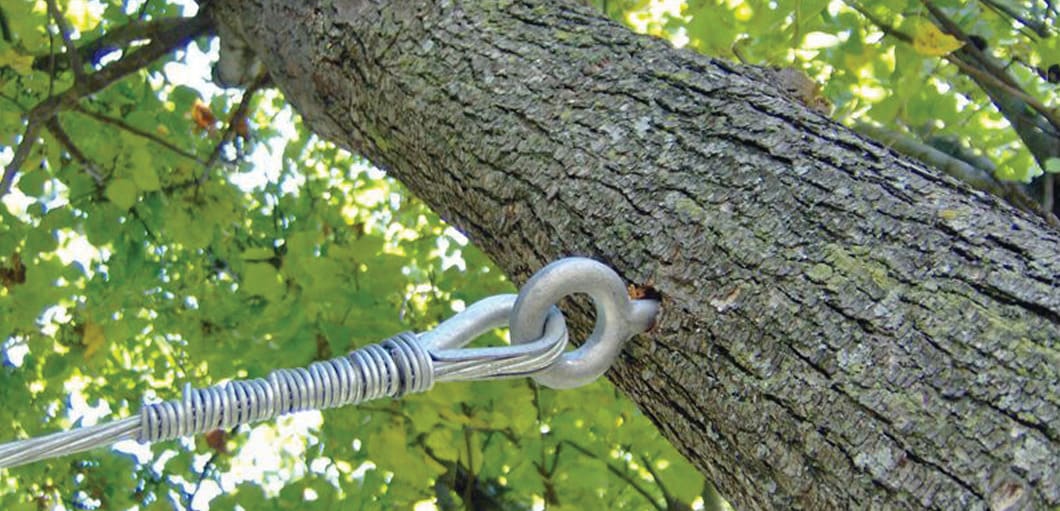 Tree Service in Downtown Asheville, NC - Jenkins Tree Care