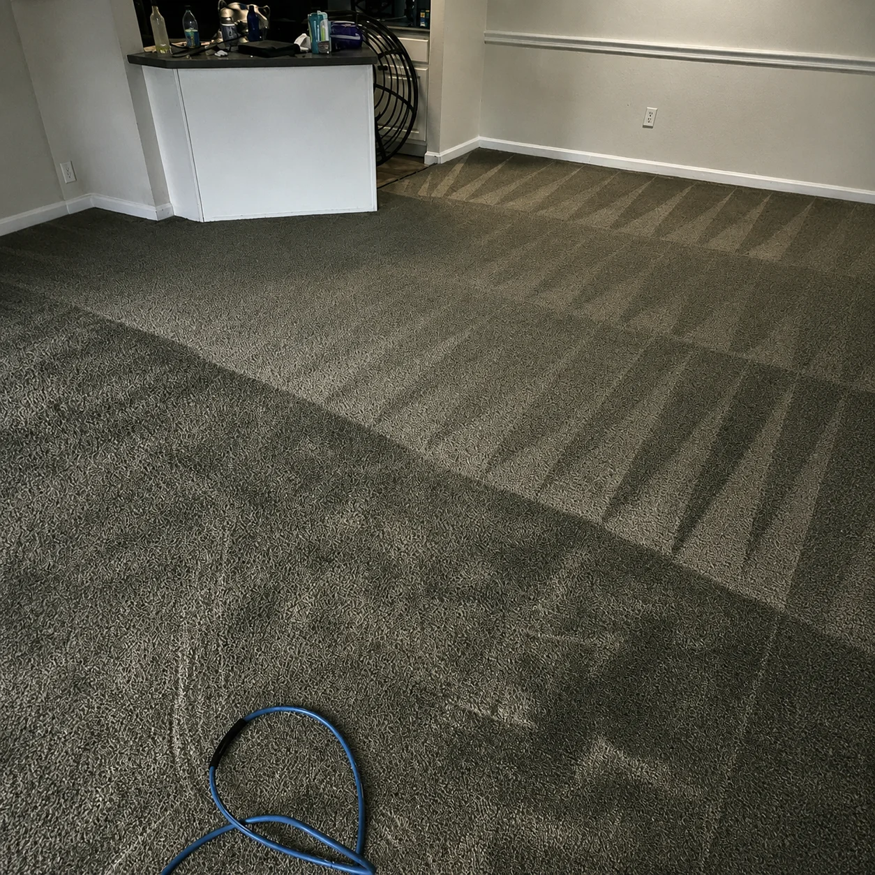 Clean carpet with visible cleaning lines and a blue hose.