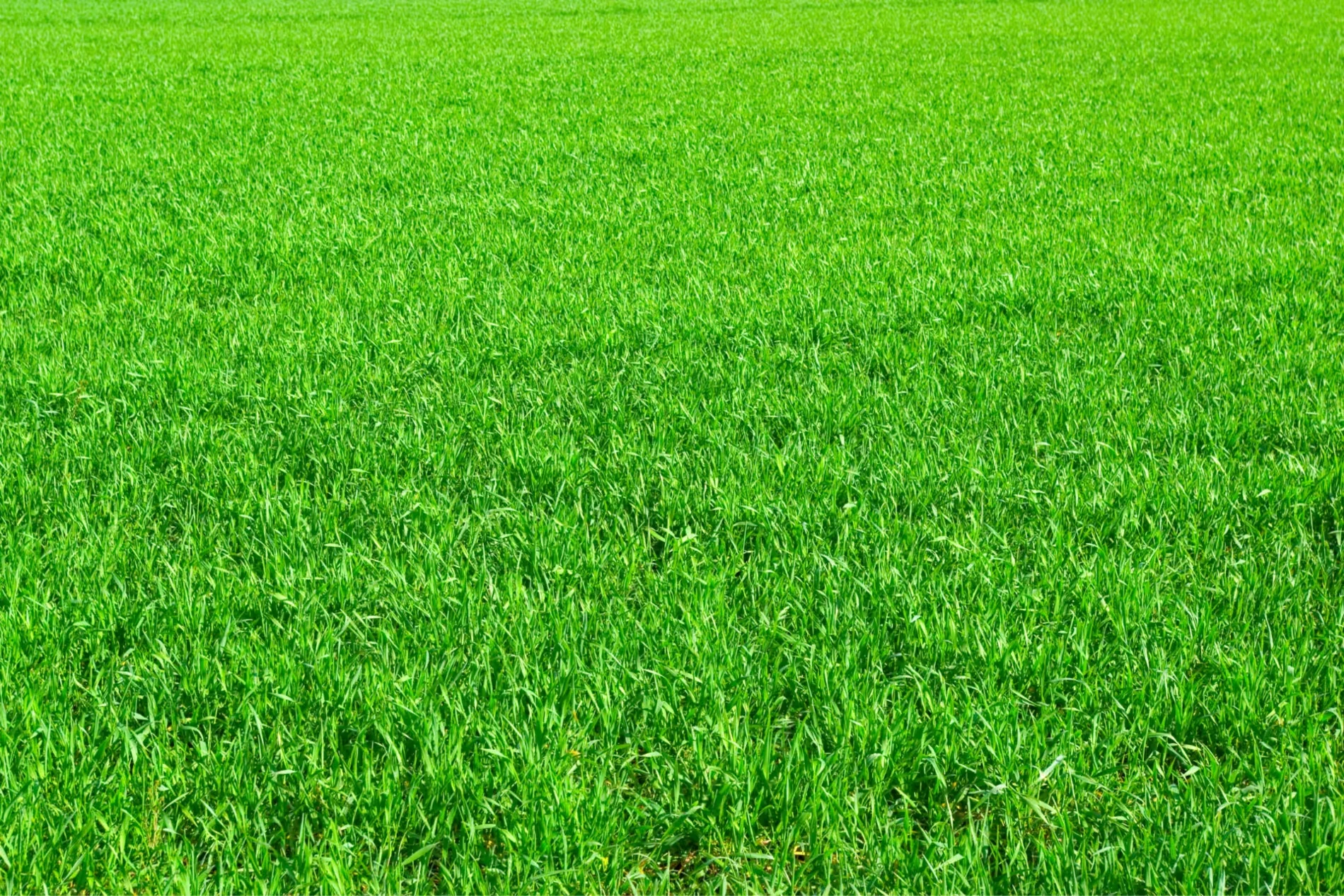 Vibrant green grass field, lush and healthy looking.
