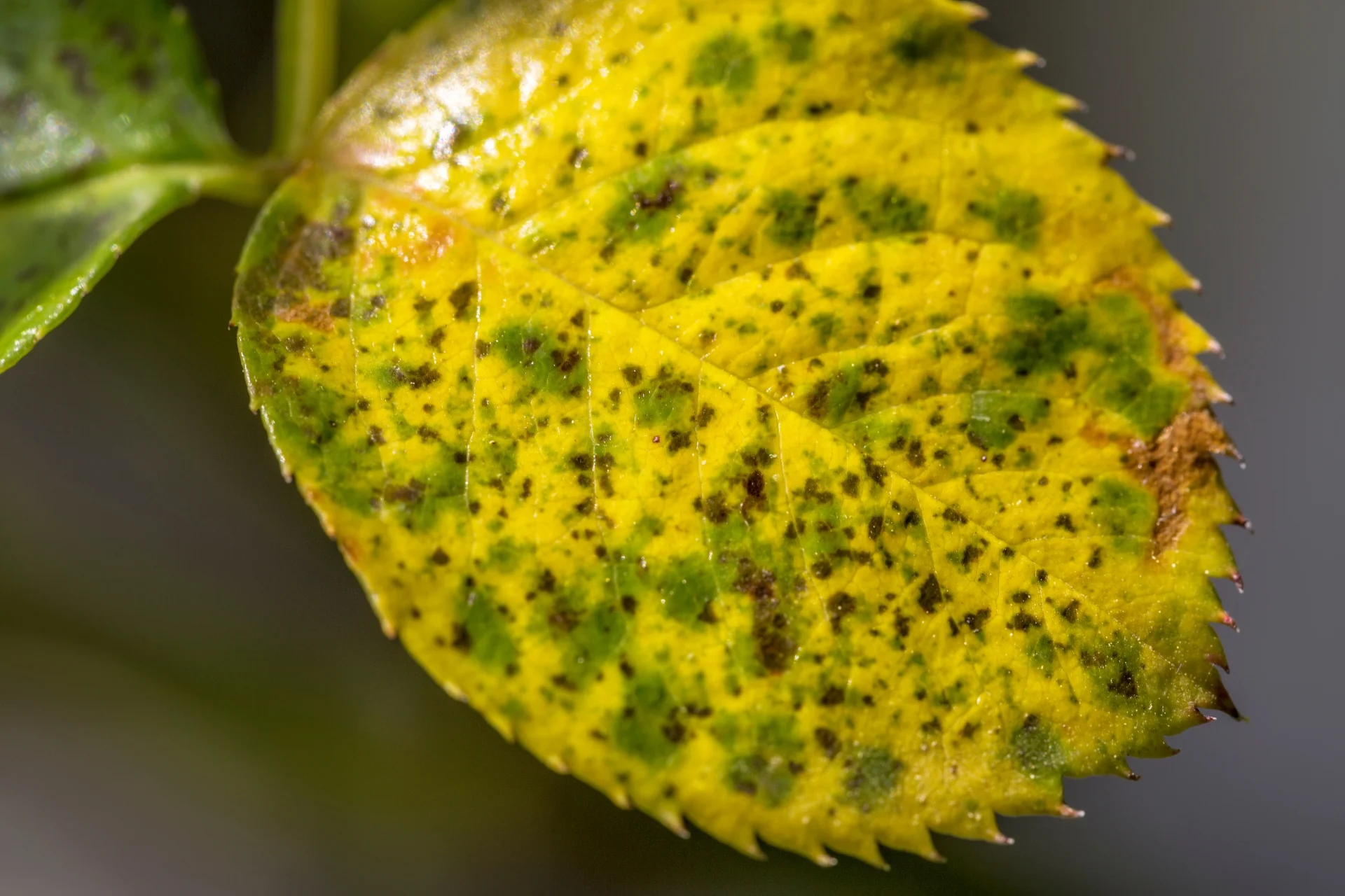 Close-up of a yellowing leaf with green spots and patterns