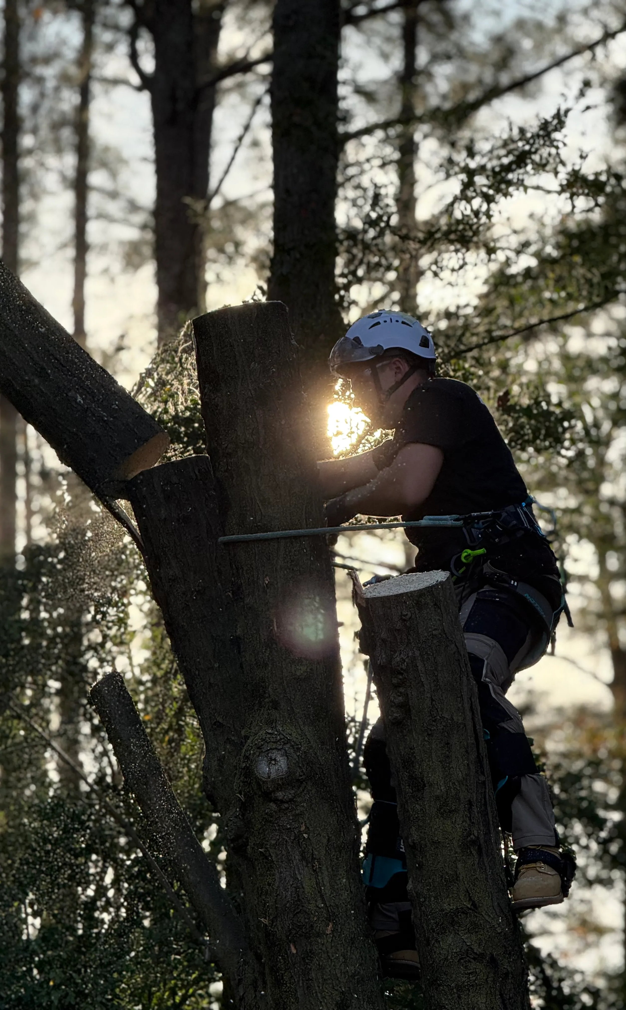Tree service professional cutting wood during sunset.