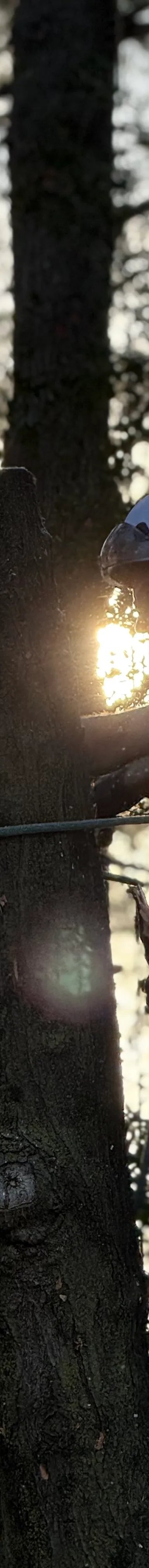Tree service professional cutting wood during sunset.