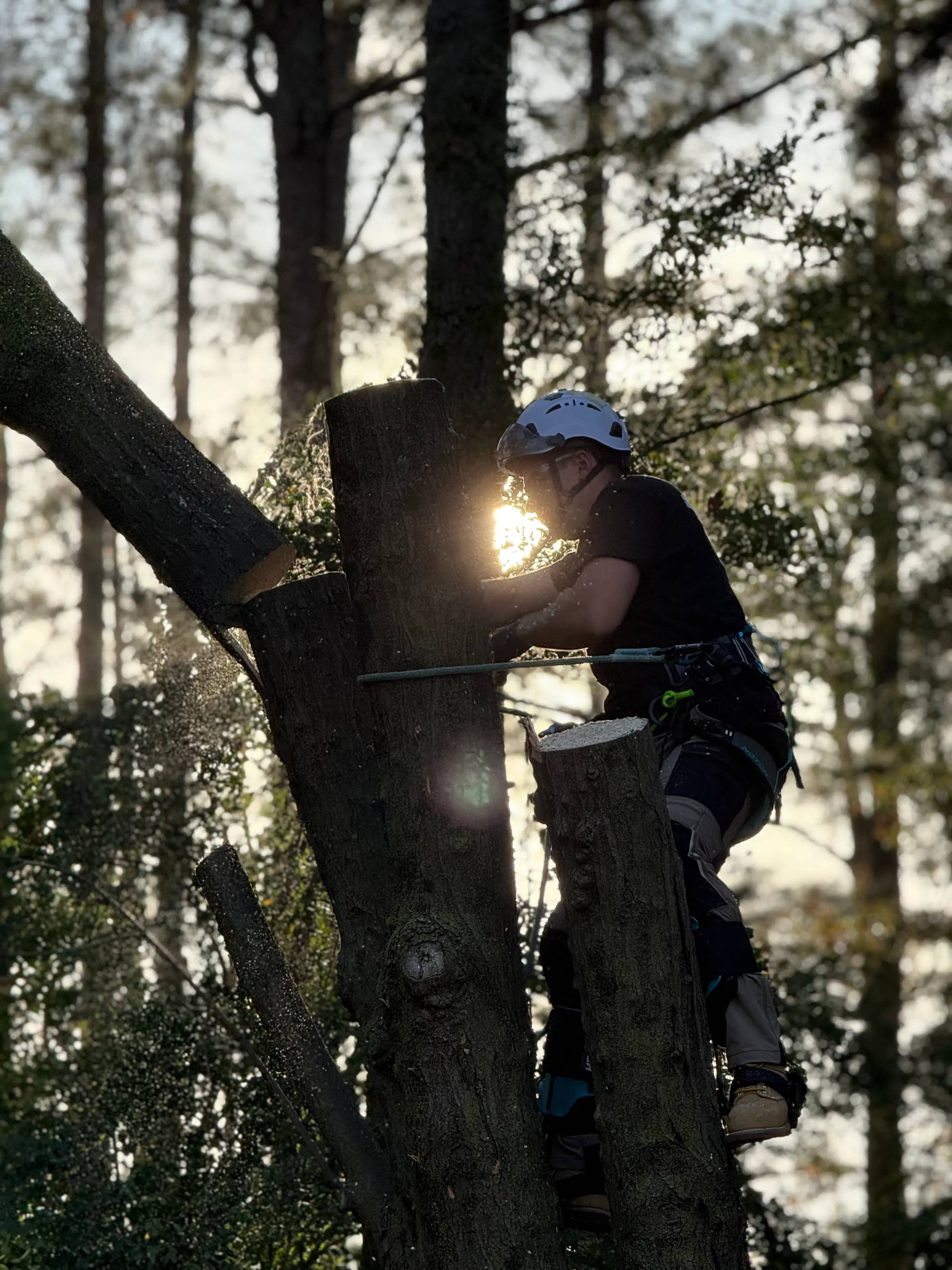Tree service professional cutting wood during sunset.