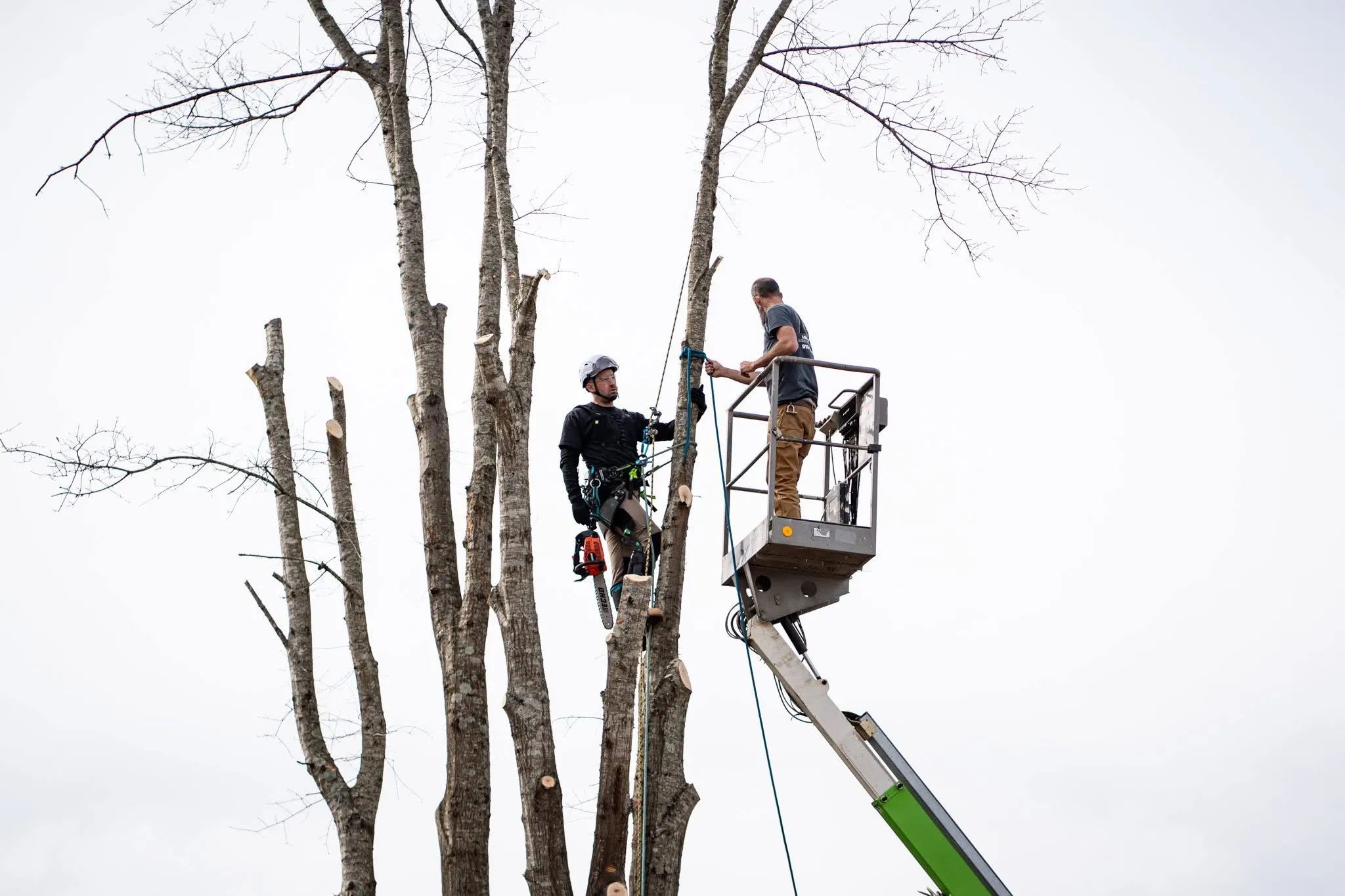 Tree trimming service in action with workers  