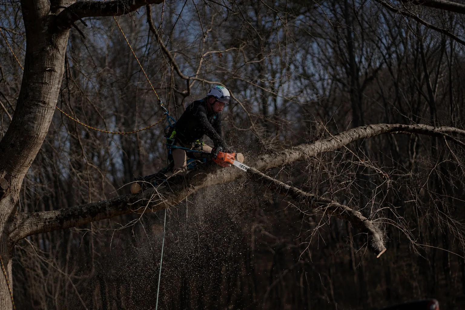 Arborist cutting a tree branch with a chainsaw
