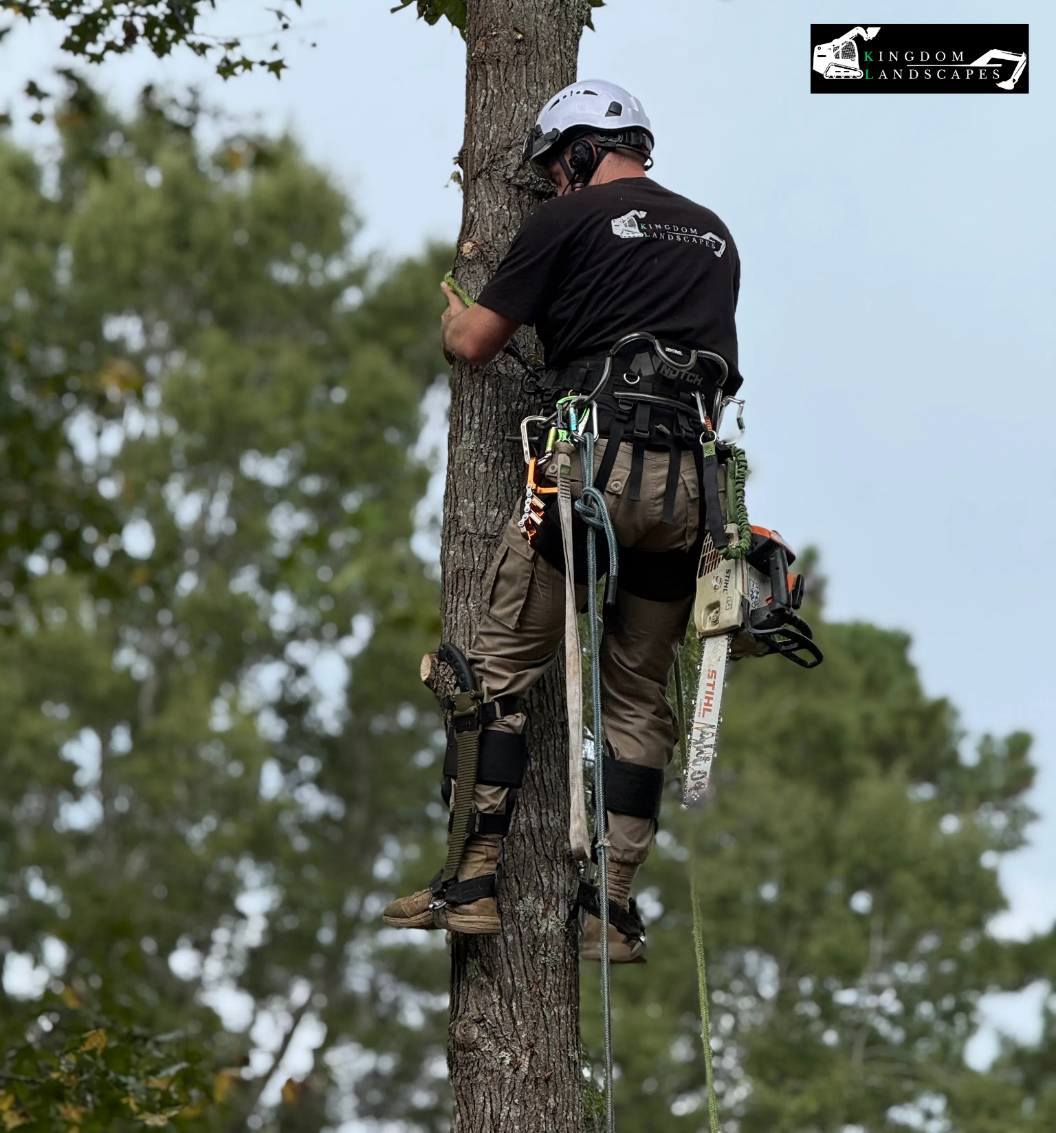 Your Go-To Guide for Trimming Tall Trees Safely in Coats, NC