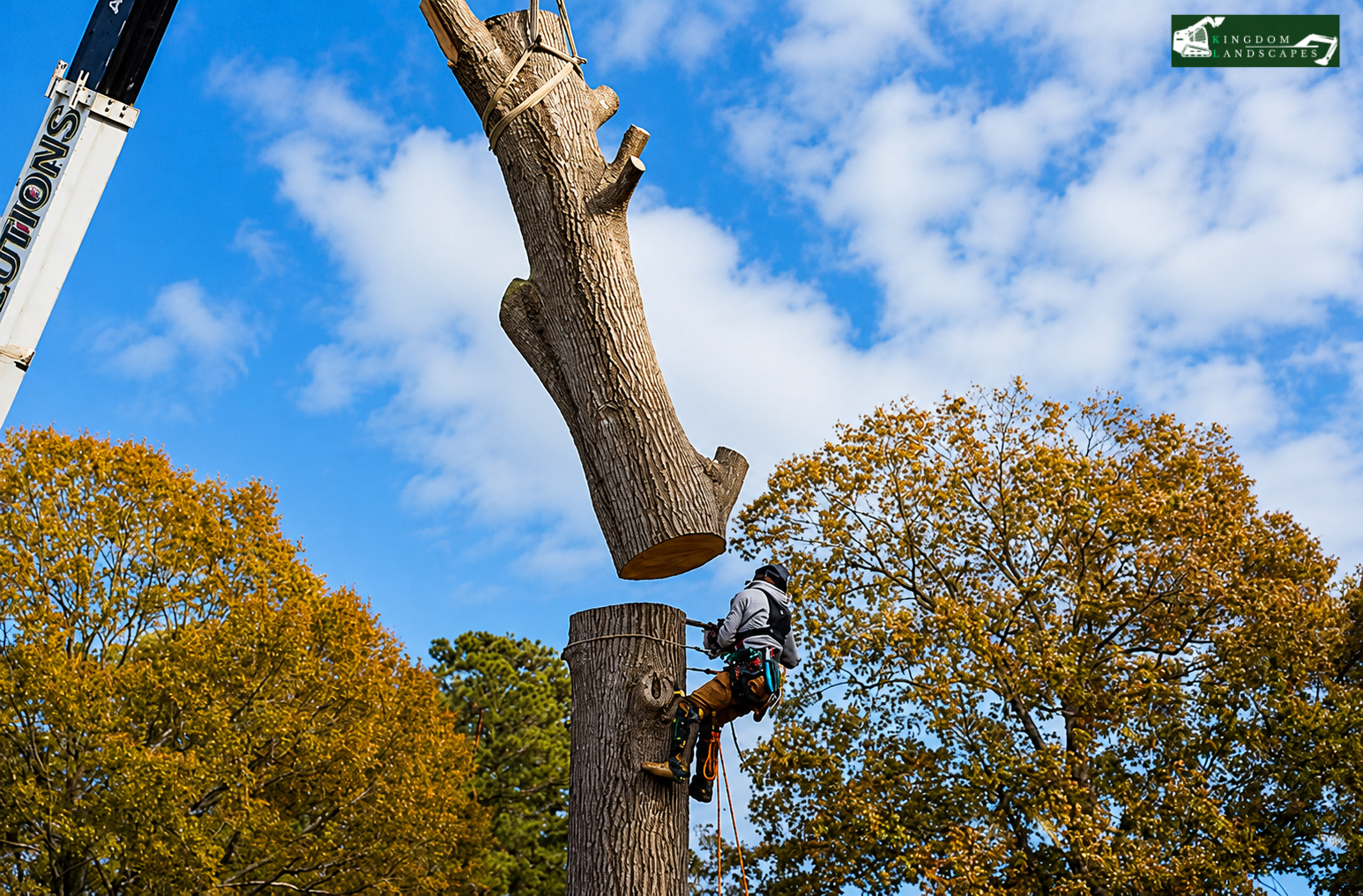 Expert Tree Removal in Coats, NC: Why DIY Tree Work Is So Dangerous