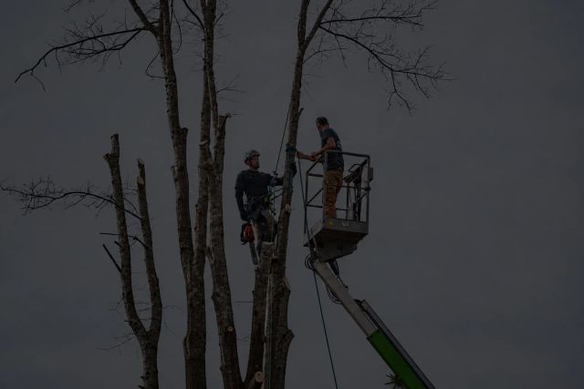 Tree removal professionals using a crane