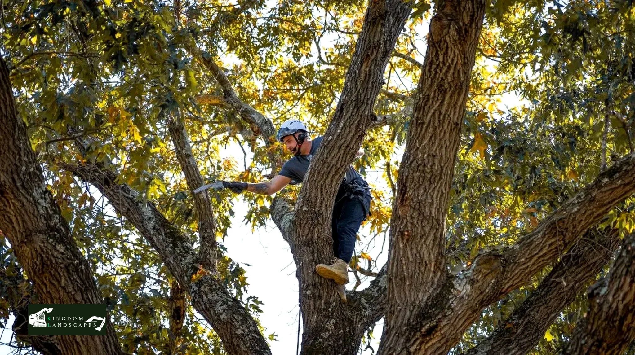 Tree removal professional working in tree canopy