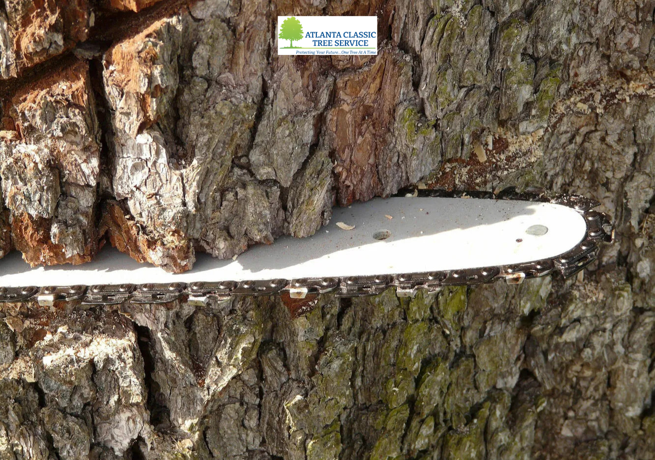 Expert Tree Cutting Services: Keep Your Property Safe and Beautiful