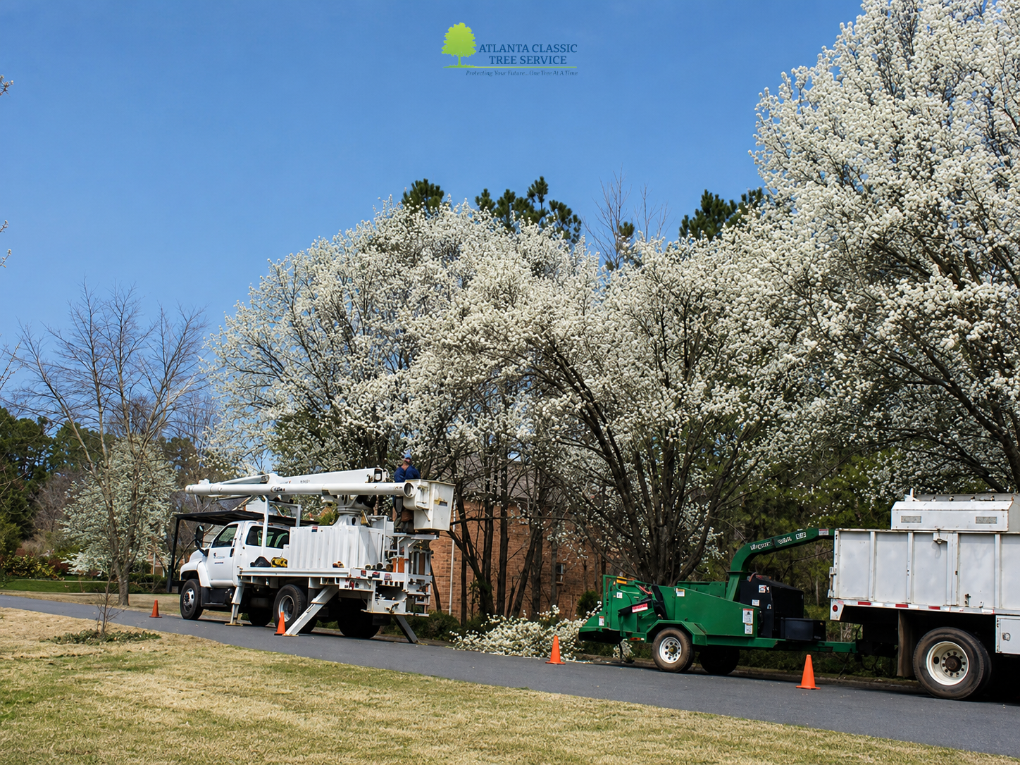 What to Expect When Removing a Tree: A Step-by-Step Guide