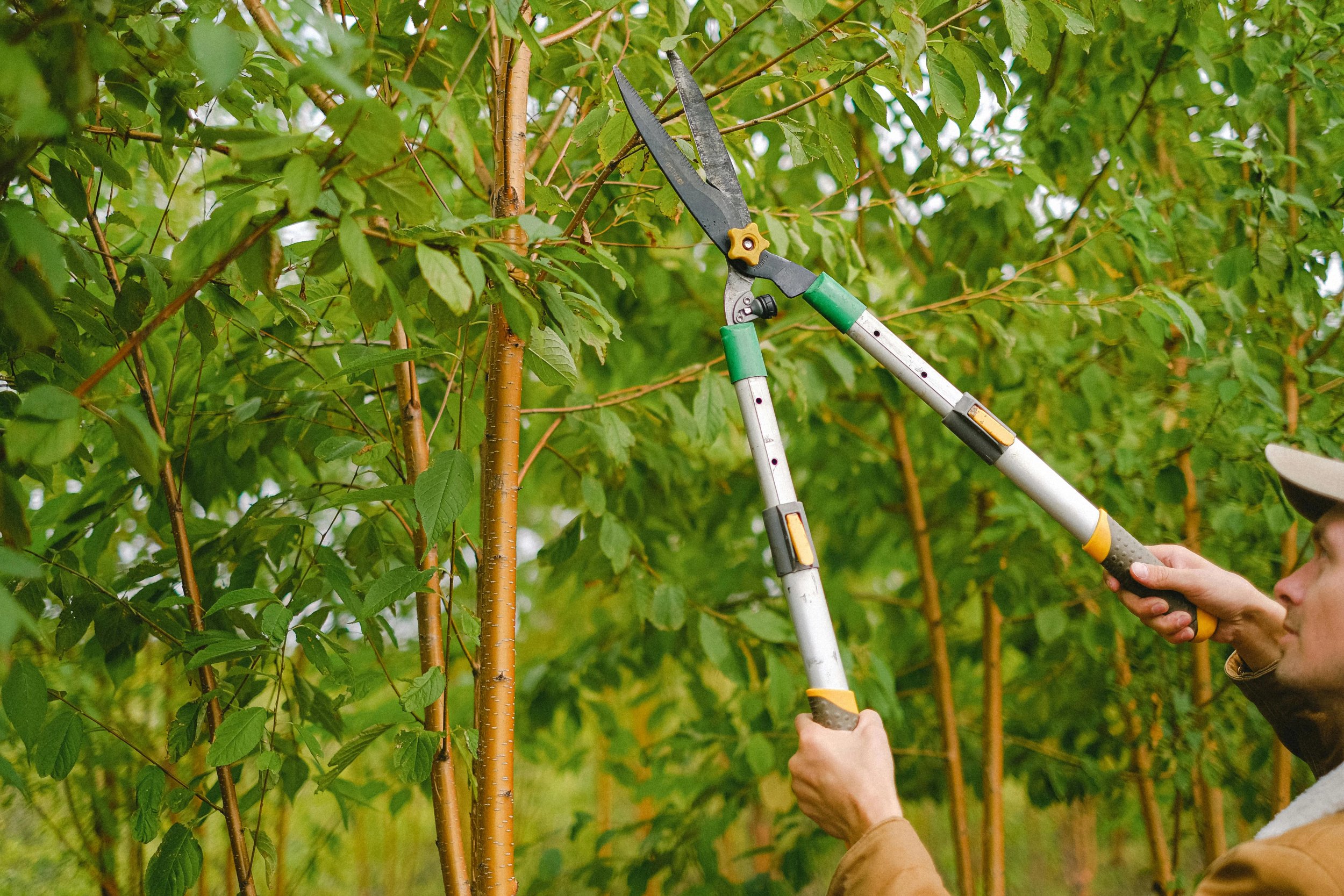 A person using hedge clippers to trim branches in a lush garden.