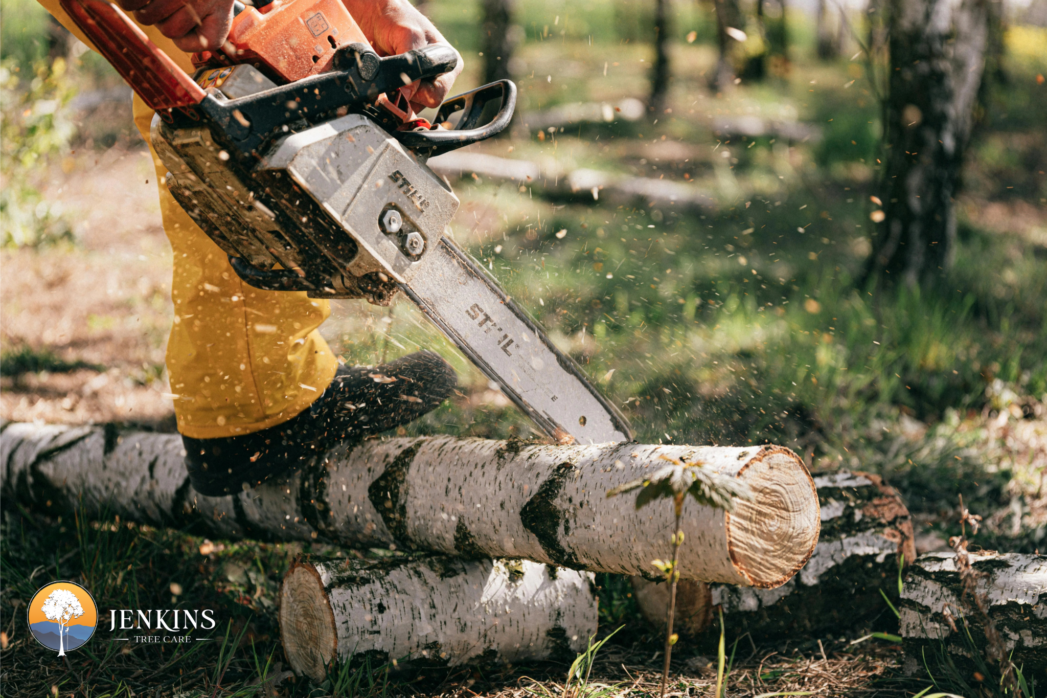 Signs You Need to Remove a Tree to Keep Your Property Safe