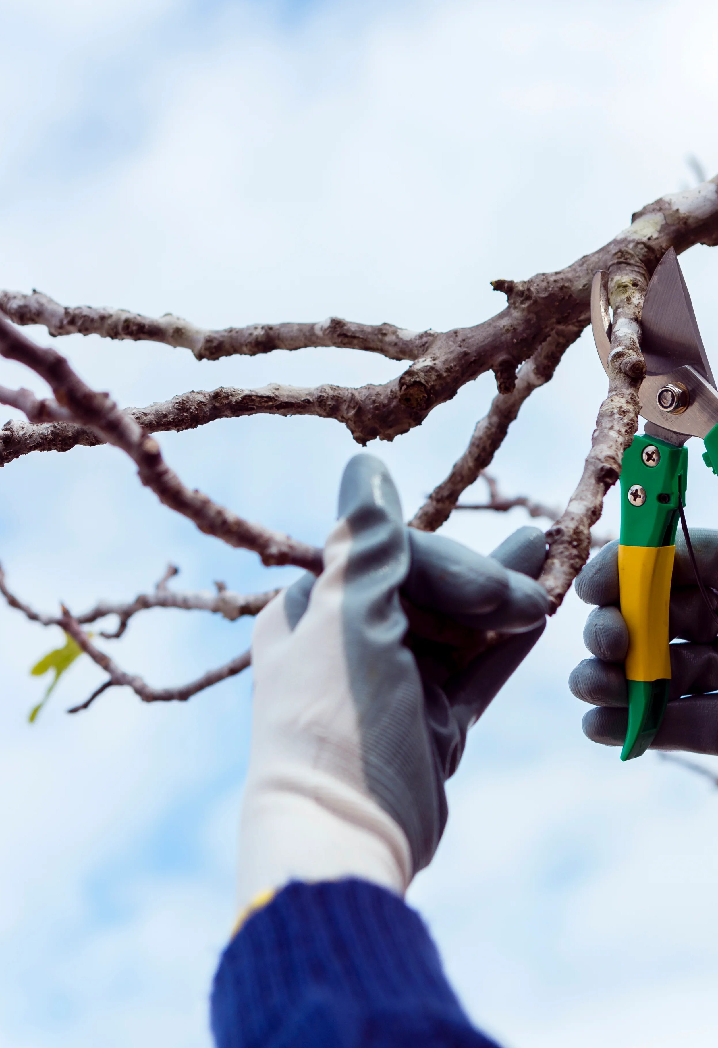 Person using pruning shears on a tree branch