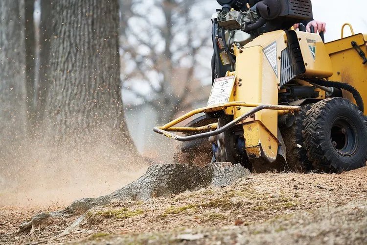 Stump grinder in action, removing tree stump