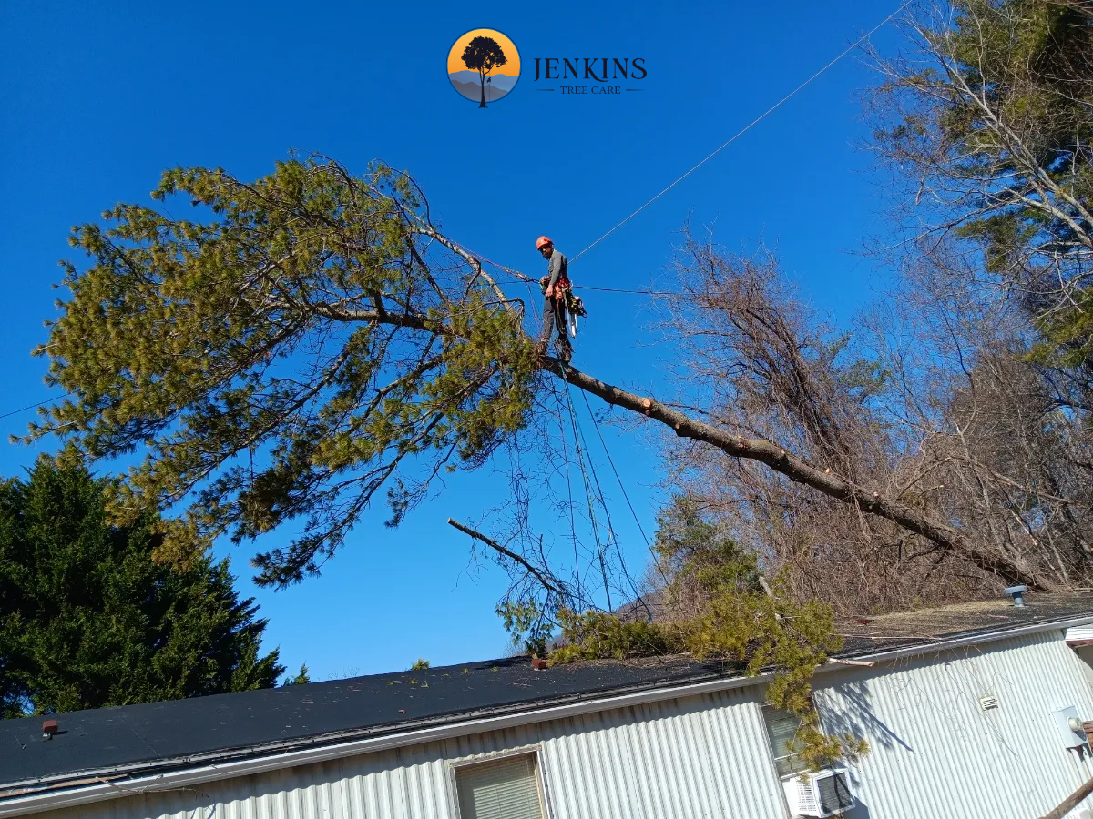 Precision Tree Removal in Asheville, NC: Why It Matters When Things Get Tricky