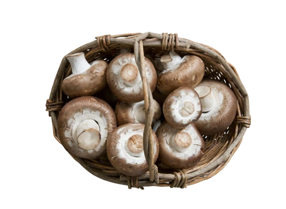 Basket of fresh mushrooms