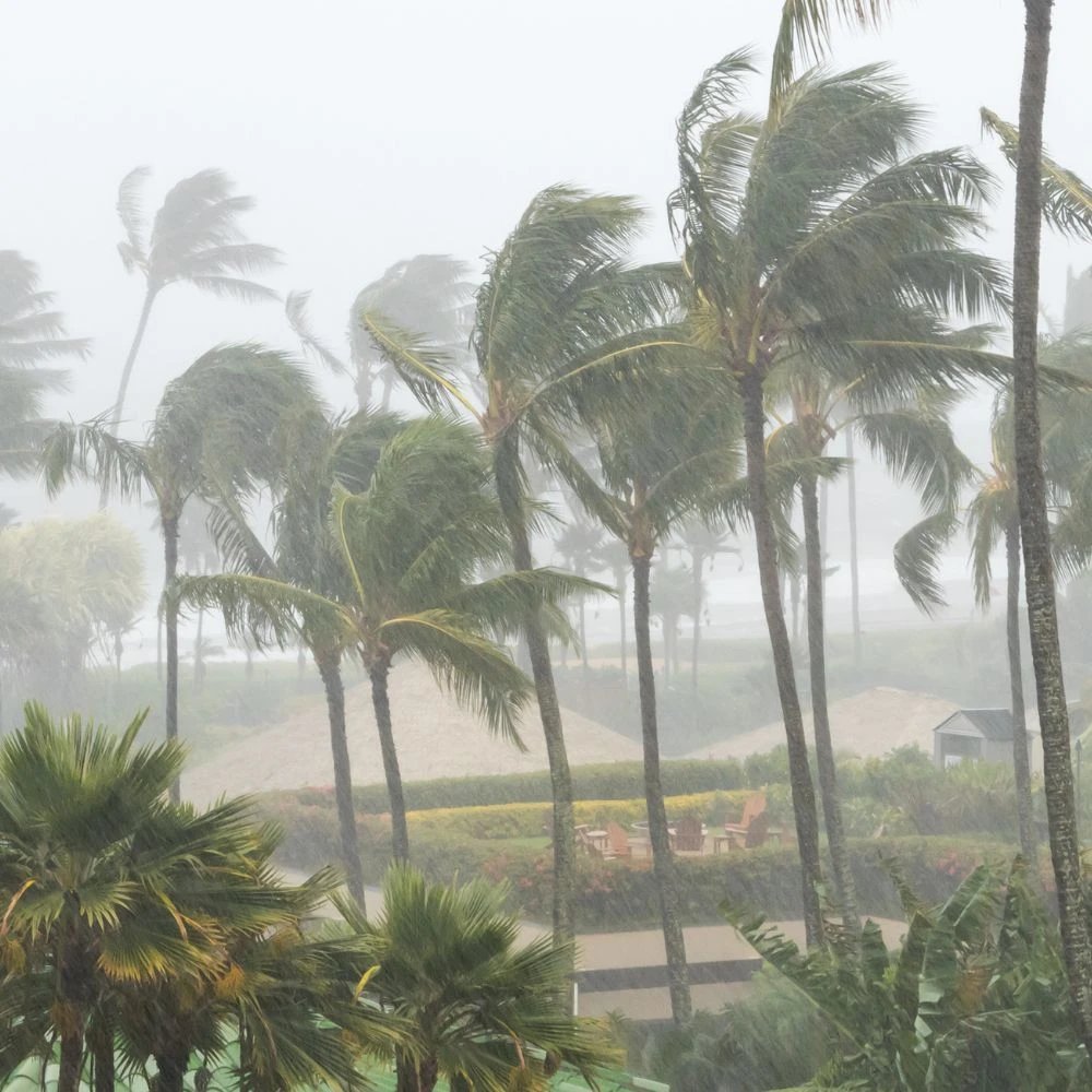 Tropical storm with palm trees and heavy rain