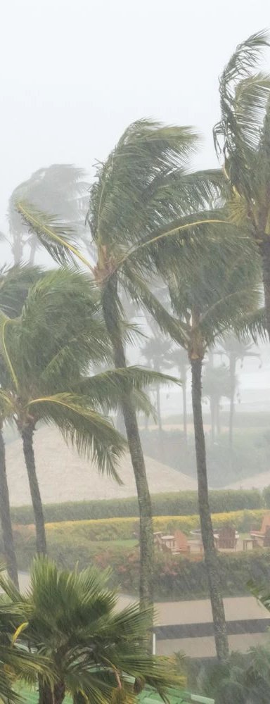 Tropical storm with palm trees and heavy rain