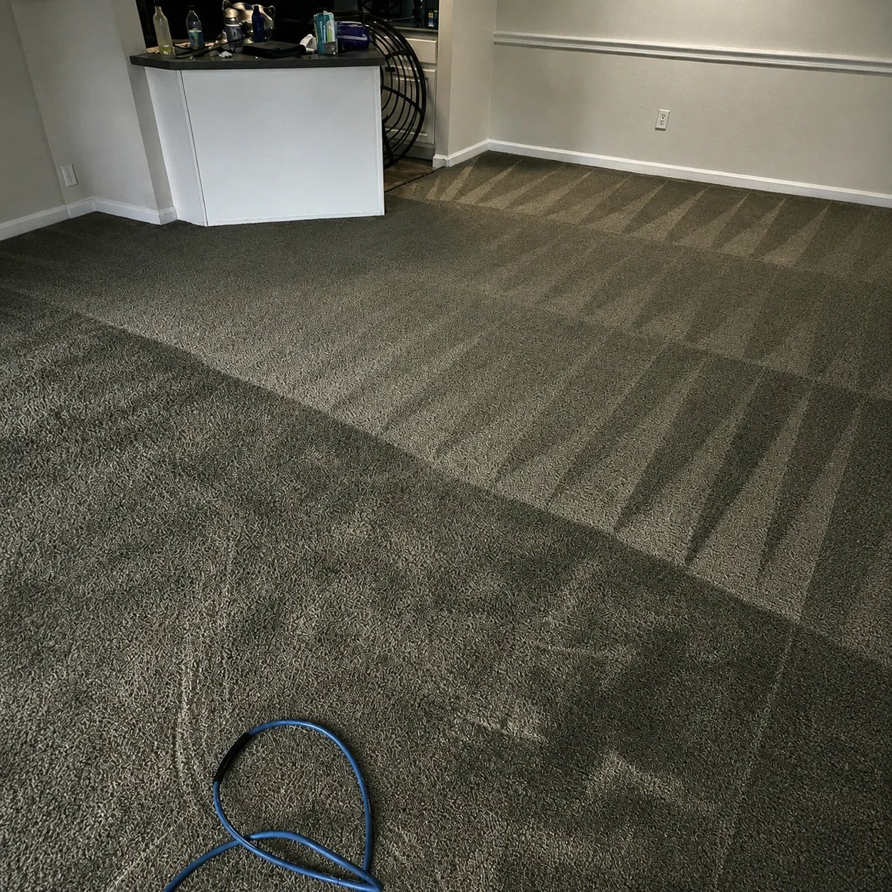 Clean carpet with visible cleaning lines and a blue hose.