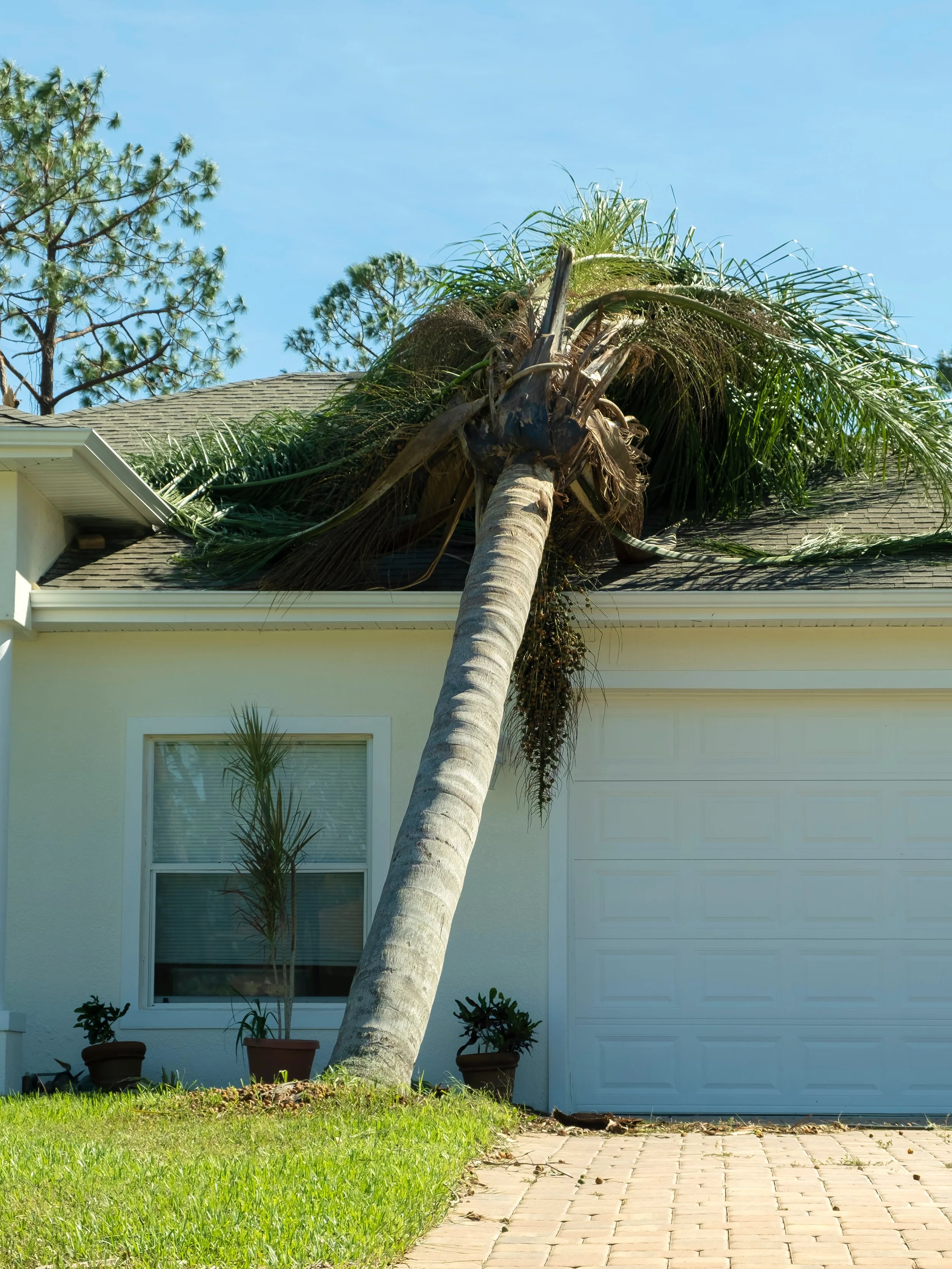 A house with a leaning palm tree in front.