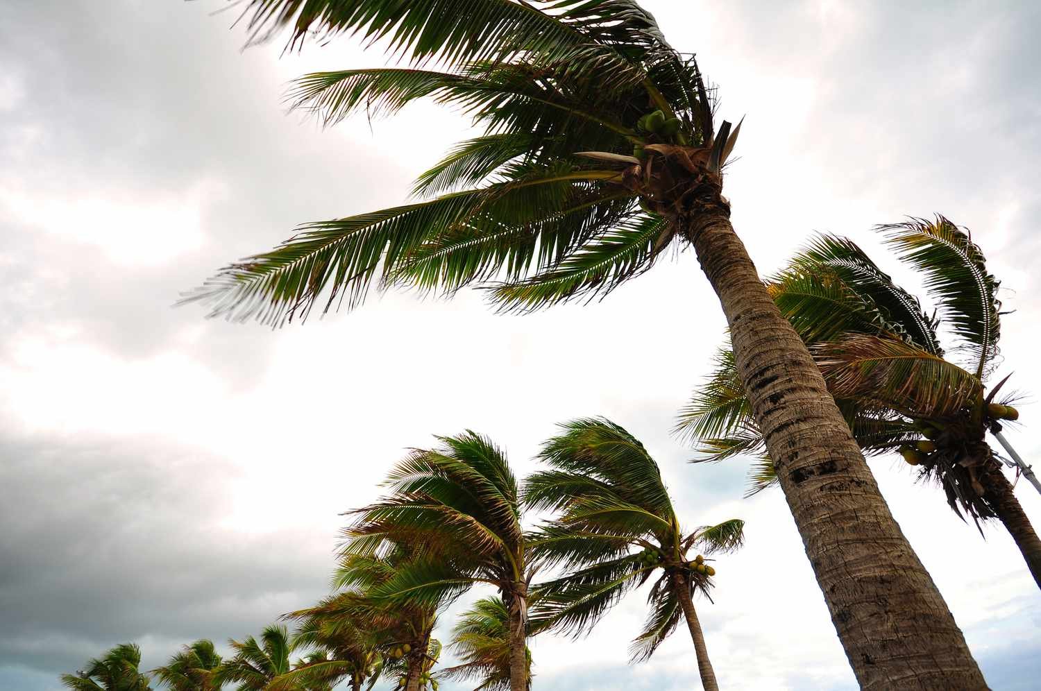 Hurricane Impact Windows and Roof Protection Benefits