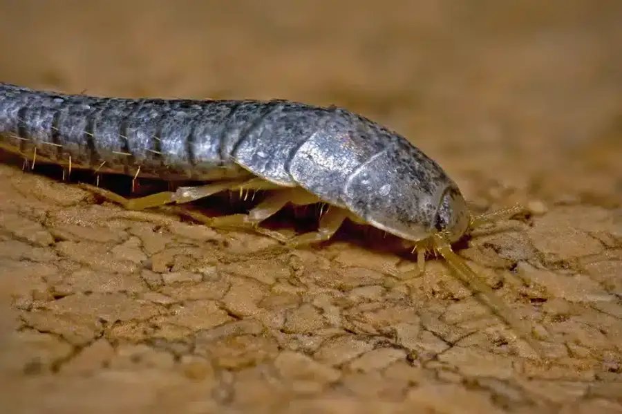 Silverfish Control and Prevention