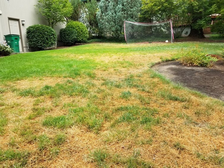 Why Your Grass Is Dying in Summer