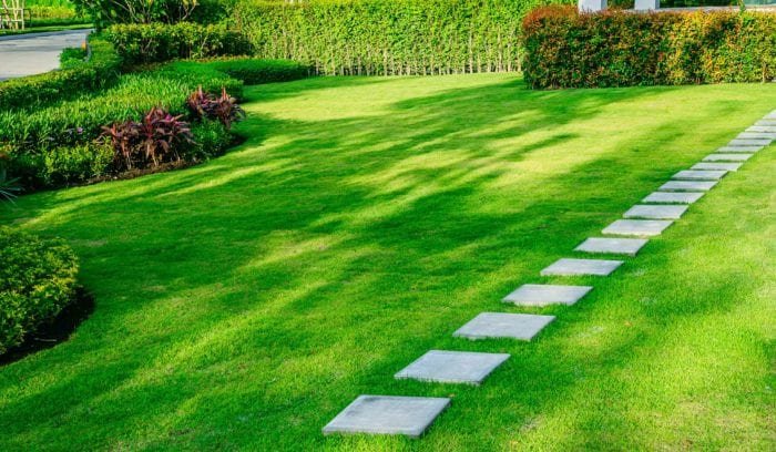 Signs Your Lawn Needs Professional Care