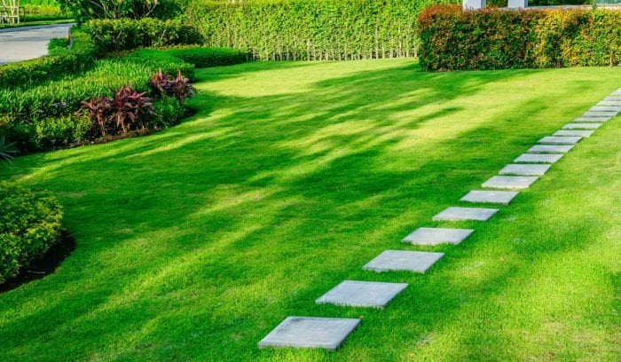Signs Your Lawn Needs Professional Care