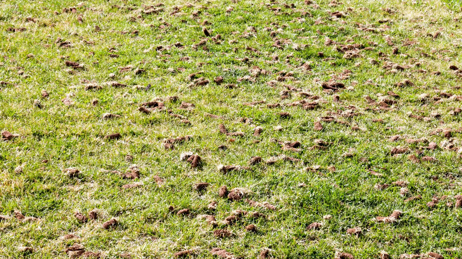 Why Lawn Aeration Matters