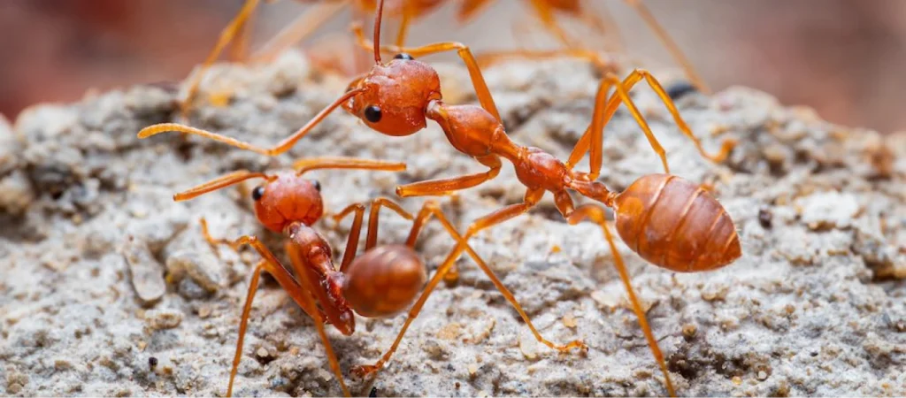 Fire Ant Control & Prevention Tips