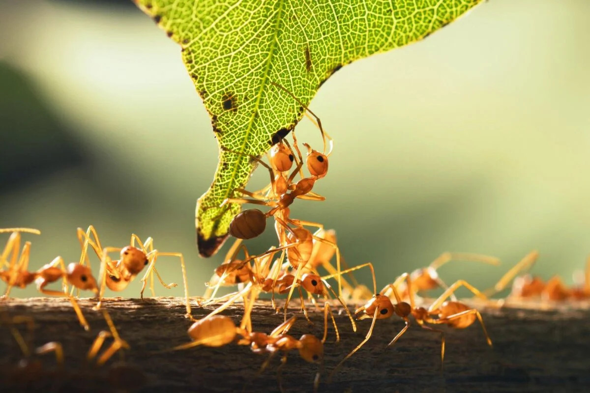 Fire Ant & Pest Control Guide