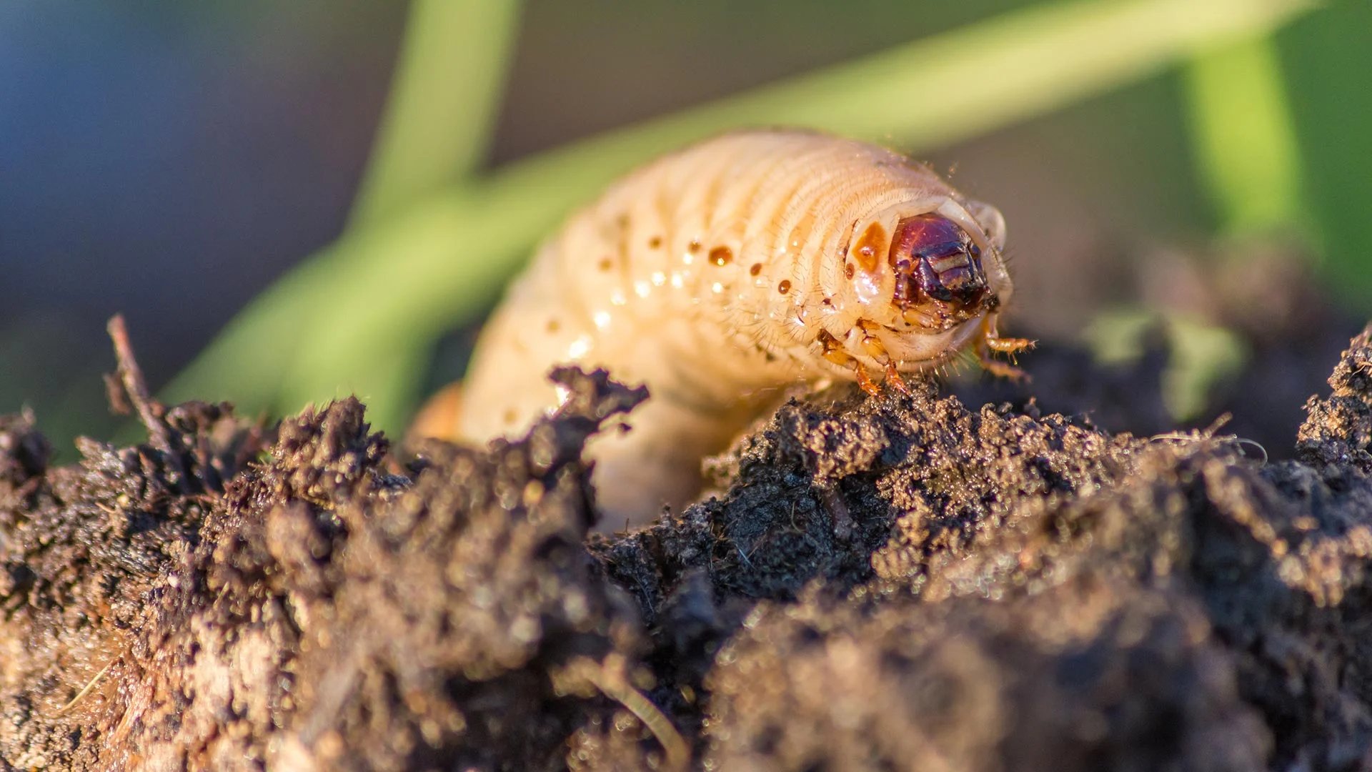 Grub Control for Healthy Lawns