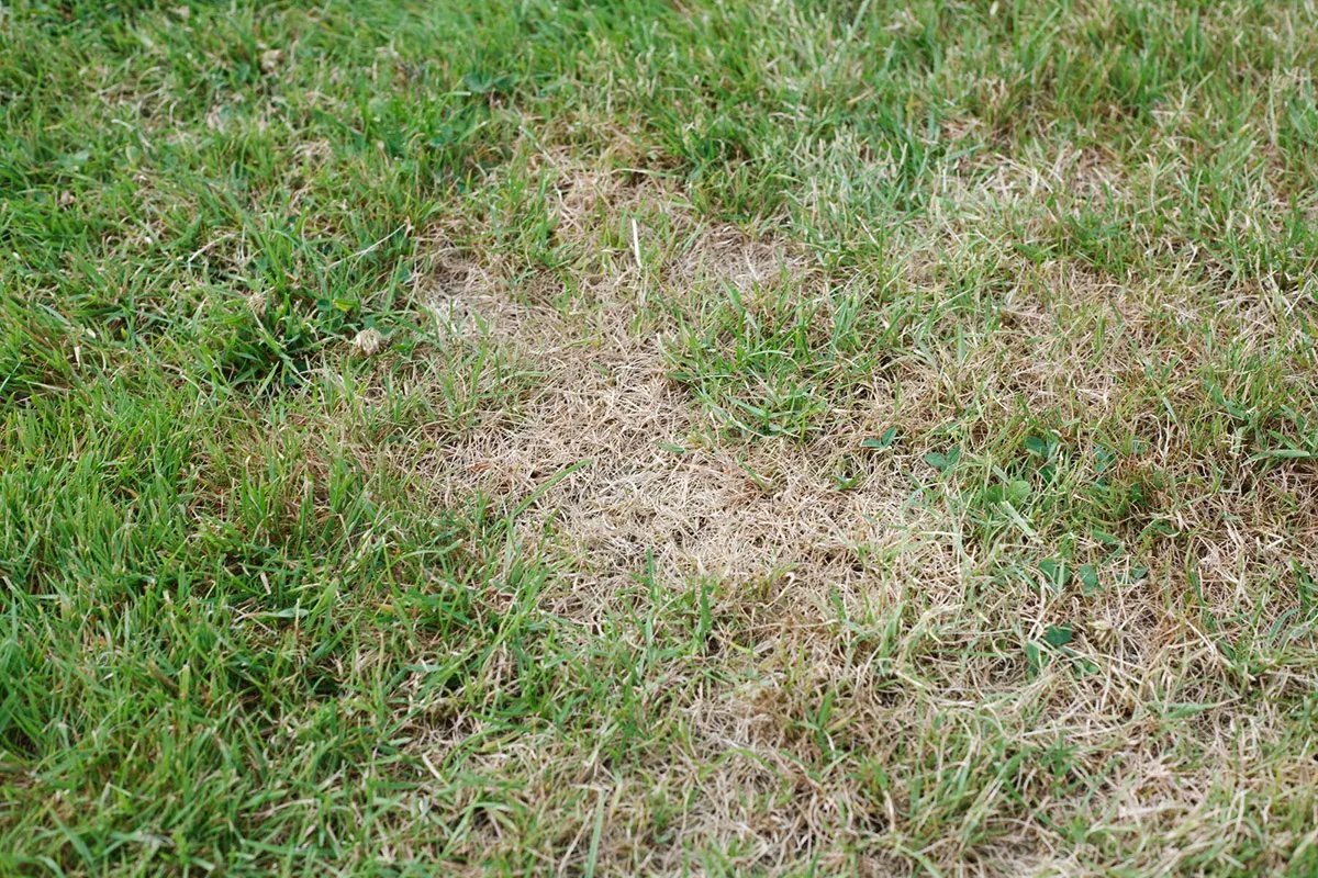 Lawn Aeration and Fertilization Benefits