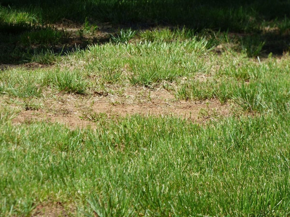 How Often Should You Fertilize Your Lawn?