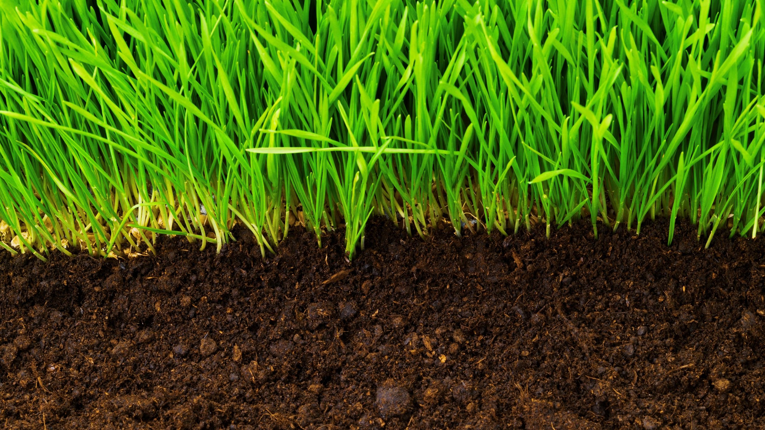 Healthy Soil for Stronger Grass