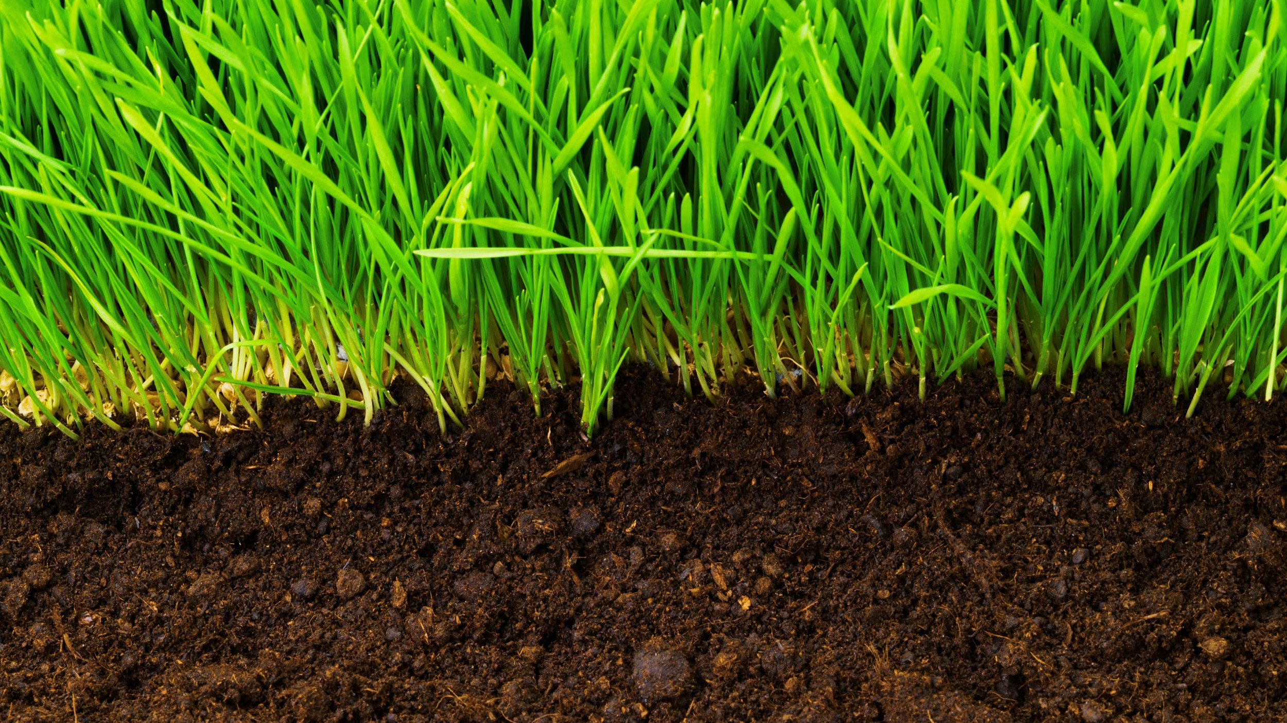 Healthy Soil for Stronger Grass