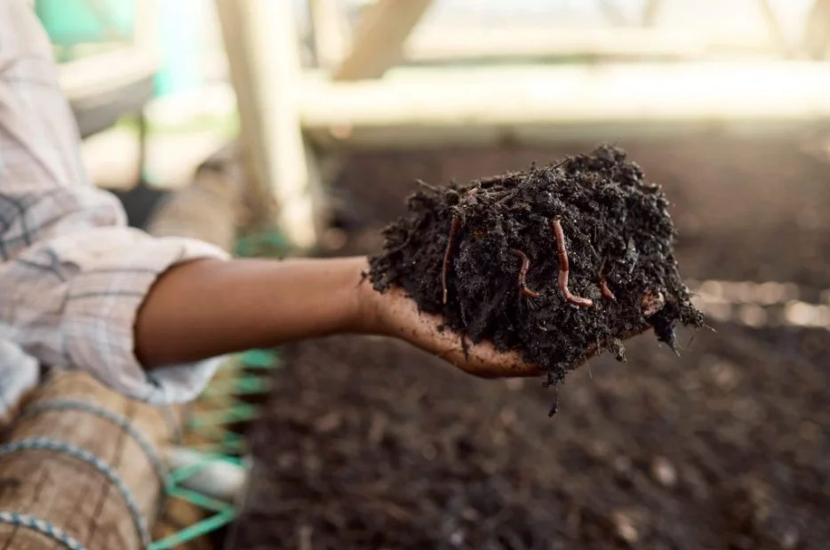 How Soil Health Impacts Lawn Growth