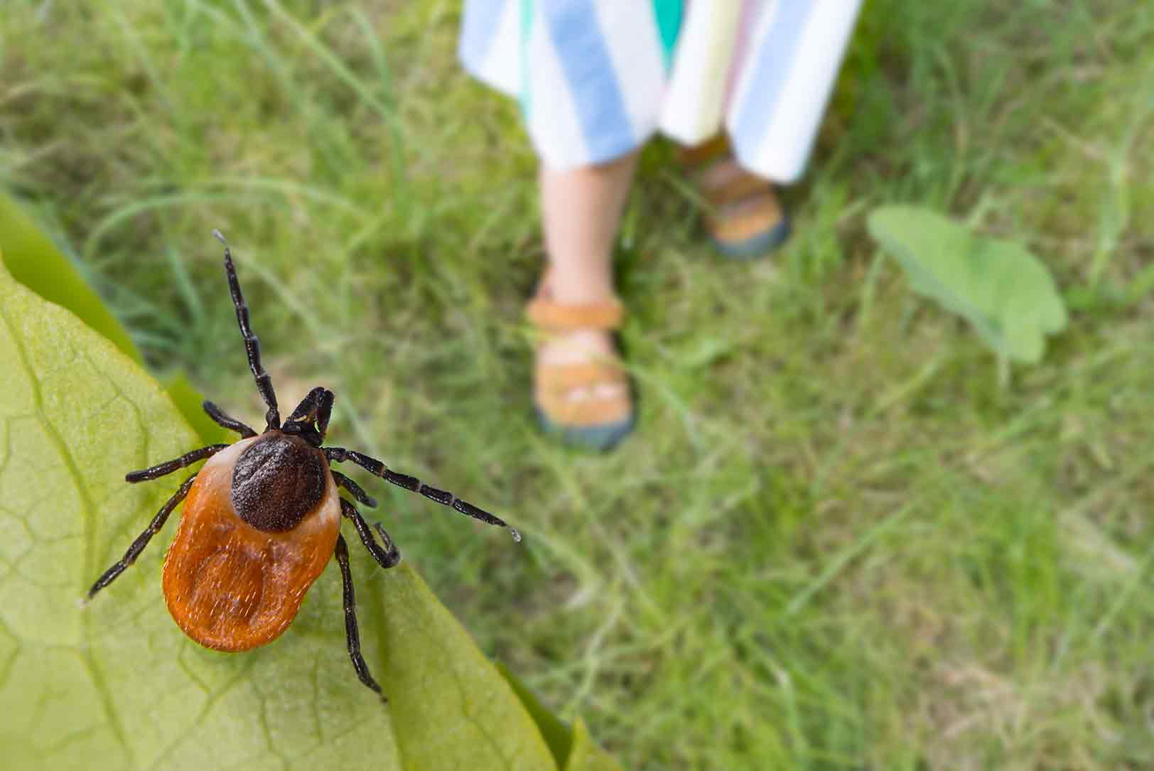 Lawn Insect Control Guide