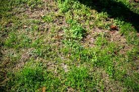 How to Fix a Patchy Lawn