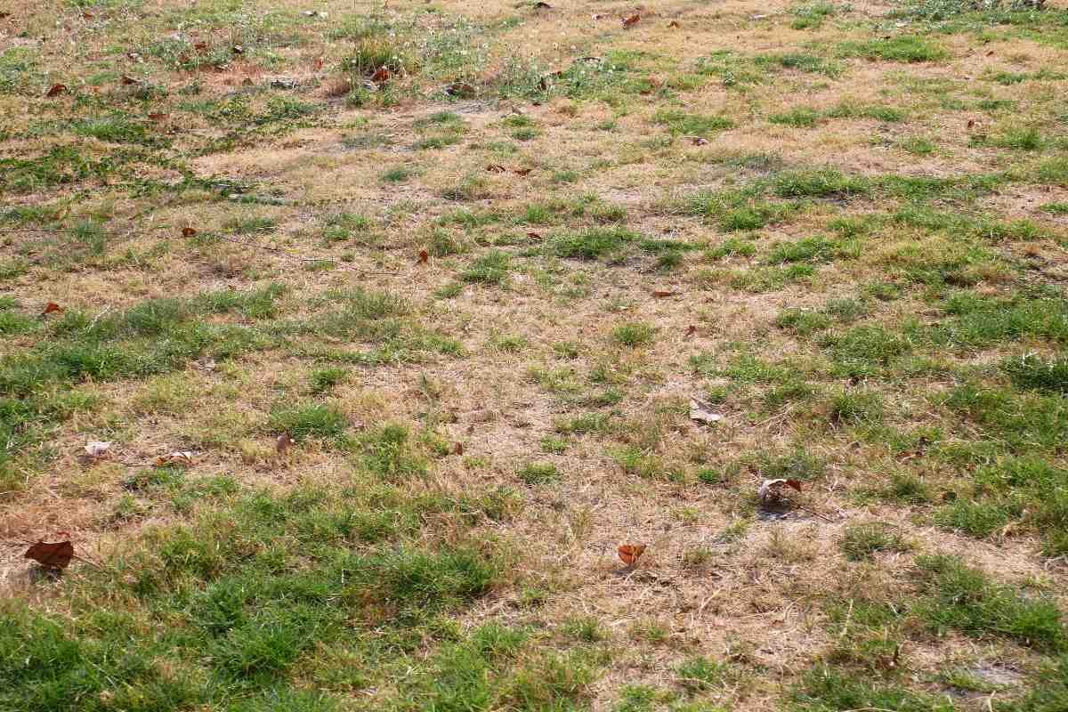 How to Grow Grass in Bare Spots Fast
