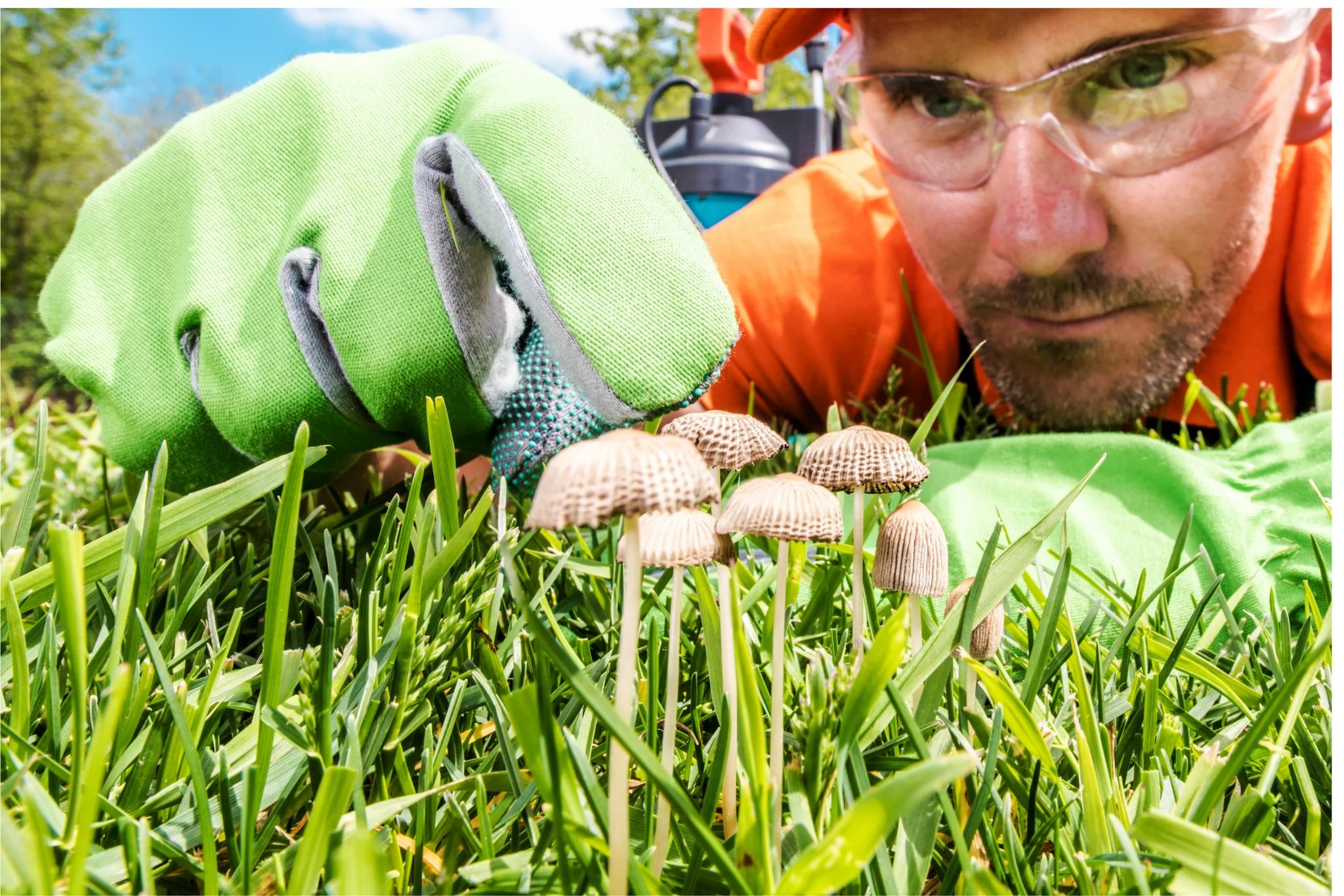 Identify & Treat Lawn Diseases