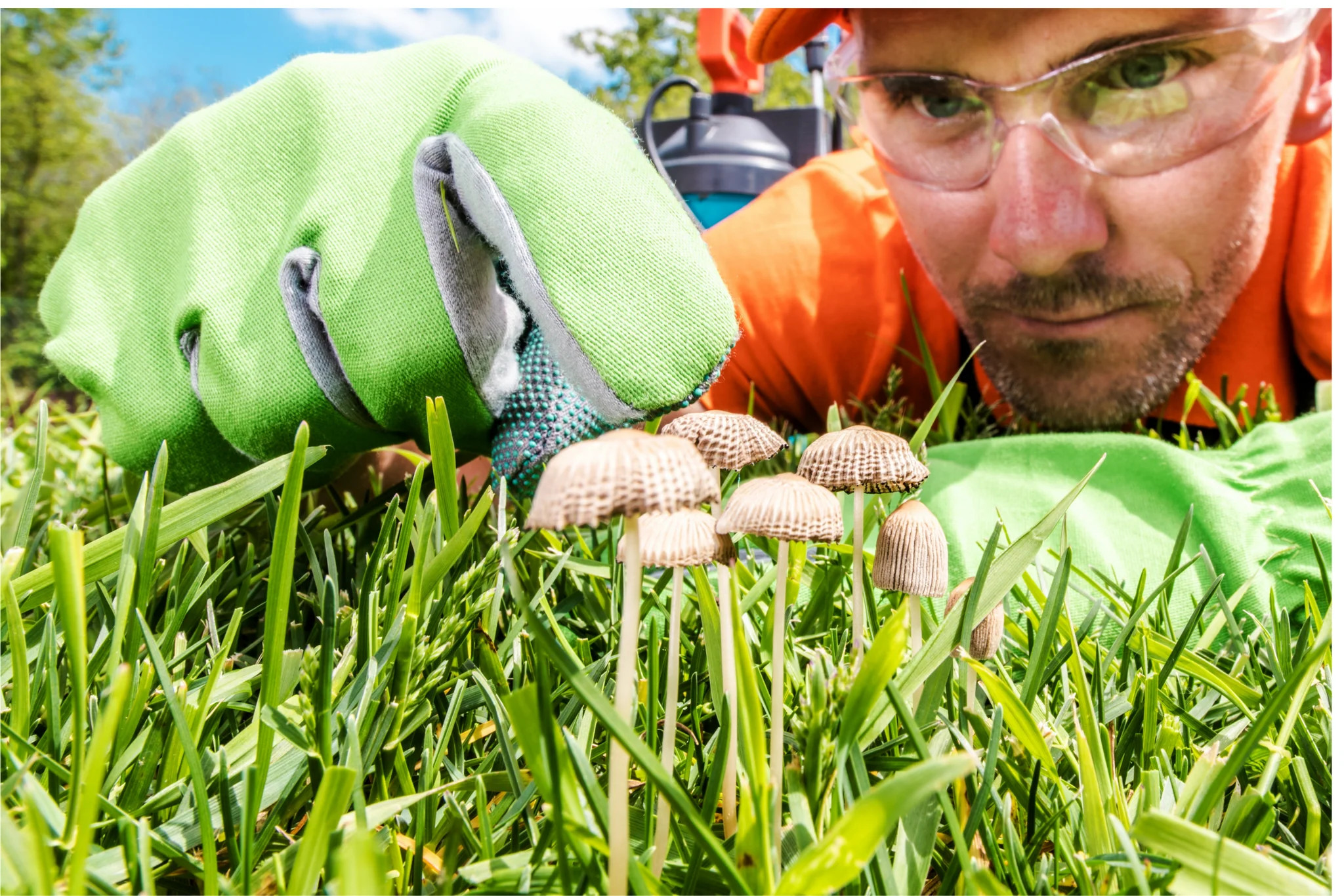 Identify & Treat Lawn Diseases