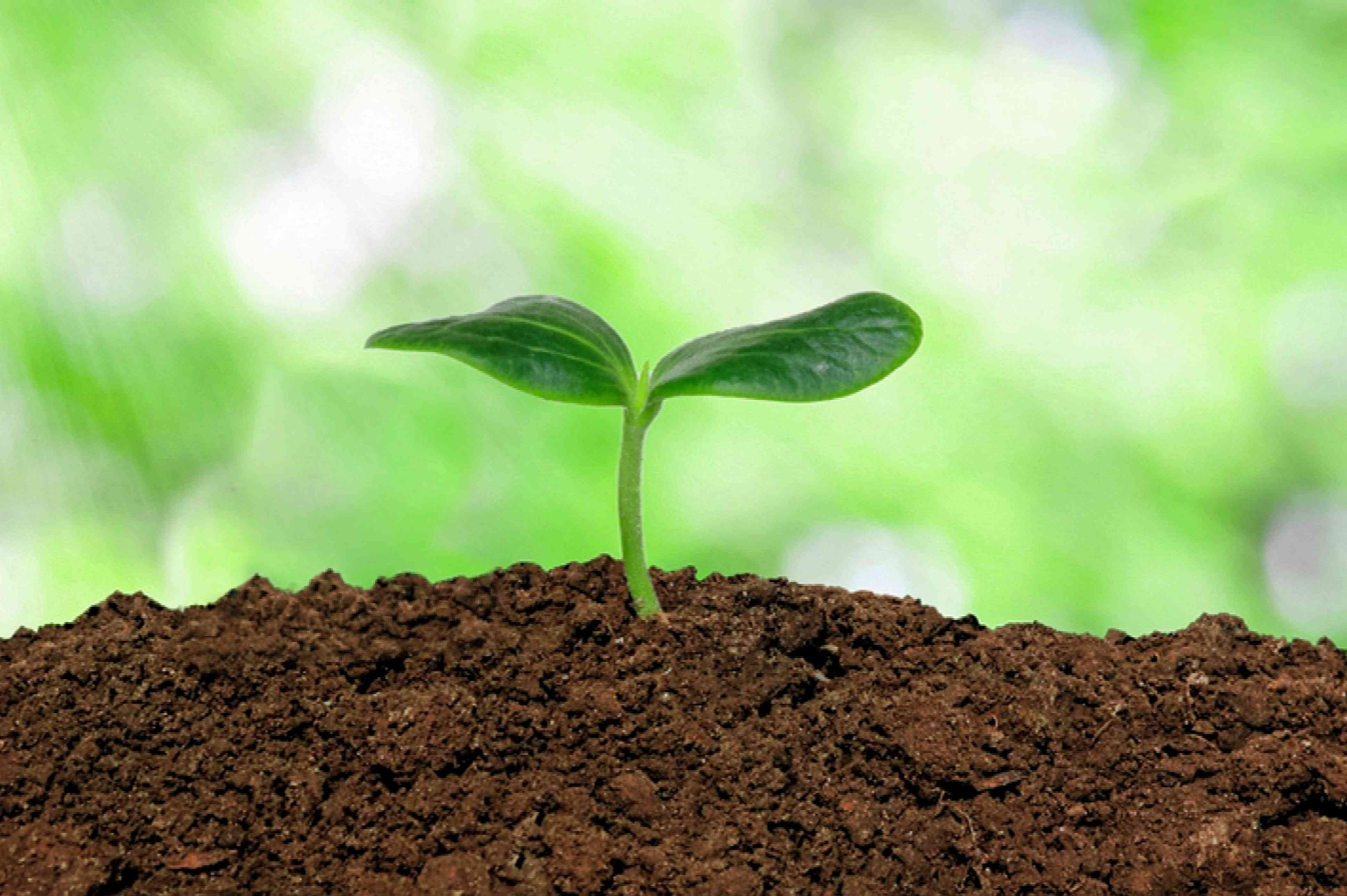 Improve Soil Health Naturally