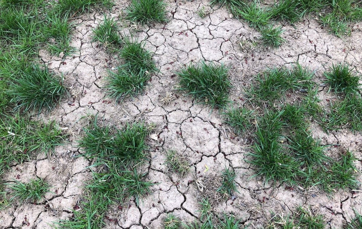 Keep Your Lawn Green in Drought